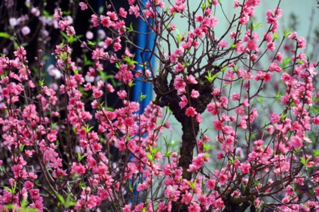 Hoa đào là một trong những biểu tượng không thể thiếu của Tết Nguyên đán Việt Nam. Hình ảnh những cành hoa đào đua nhau nở rộ trên các con phố, những người đi qua đều không thể rời mắt. Hãy xem hình ảnh liên quan đến hoa đào để thưởng thức vẻ đẹp truyền thống và thanh lịch của hoa này.