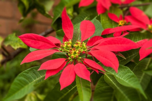 Su tich hoa trang nguyen 5